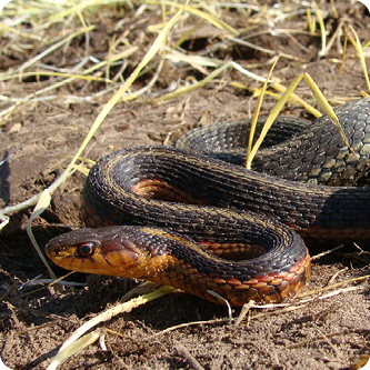 Snake Search