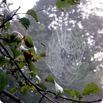 Spider Sniffing 