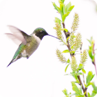 Hanging Out With Hummingbirds 