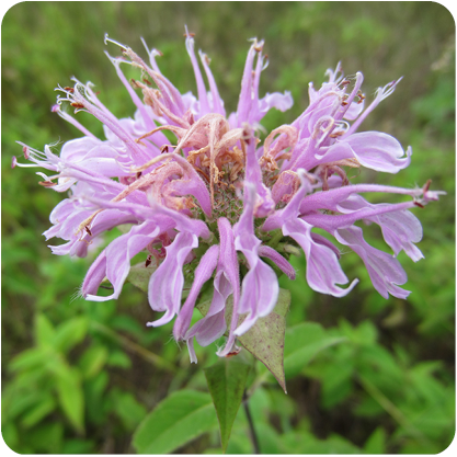 Native Plants in the Fall