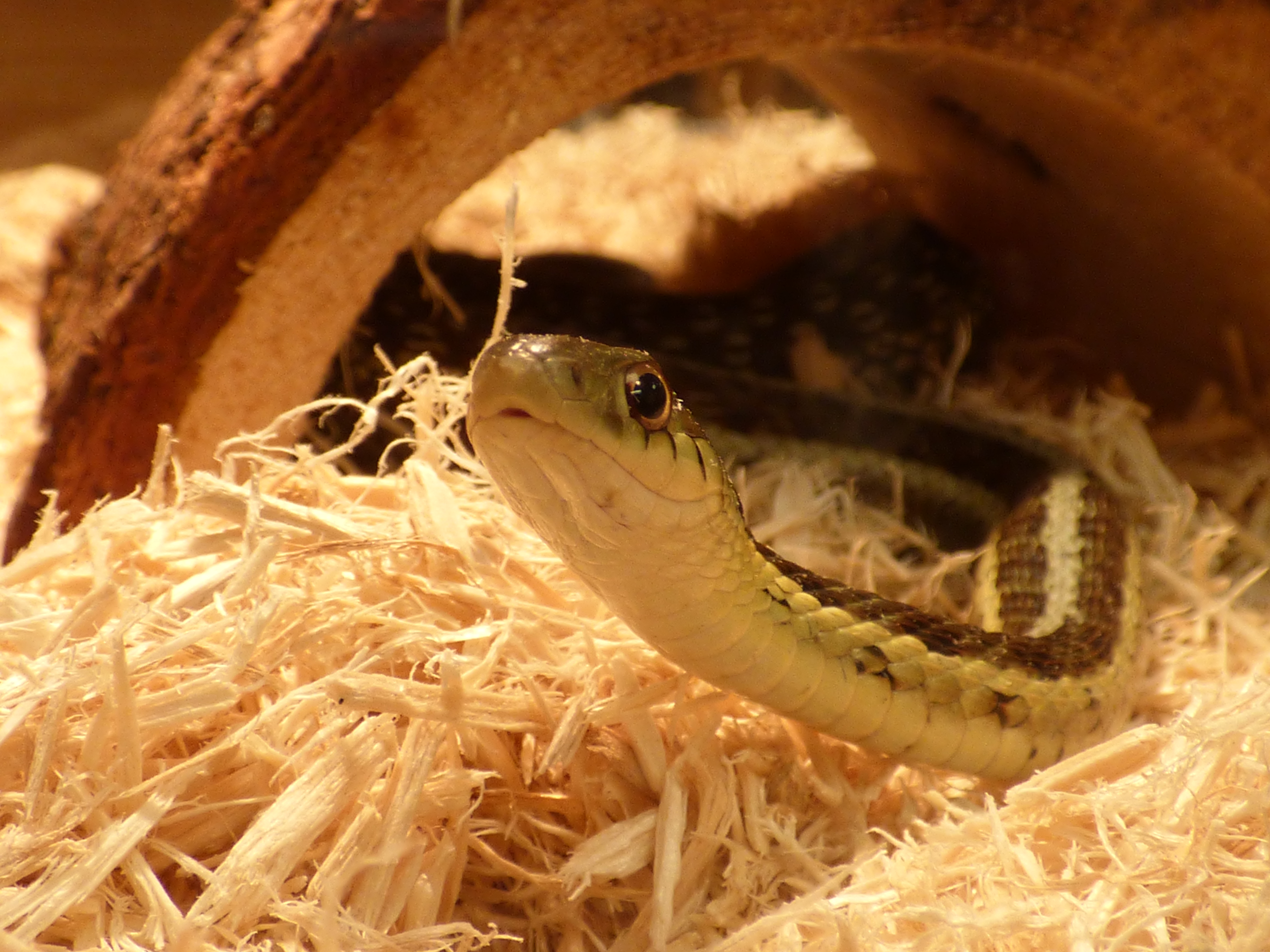 Close up image of Ambassador Snake Face