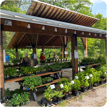 Native Plant Sale outdoor booth and display