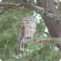 Owl Prowl at Nelson Woods - Barred Owl on Branch