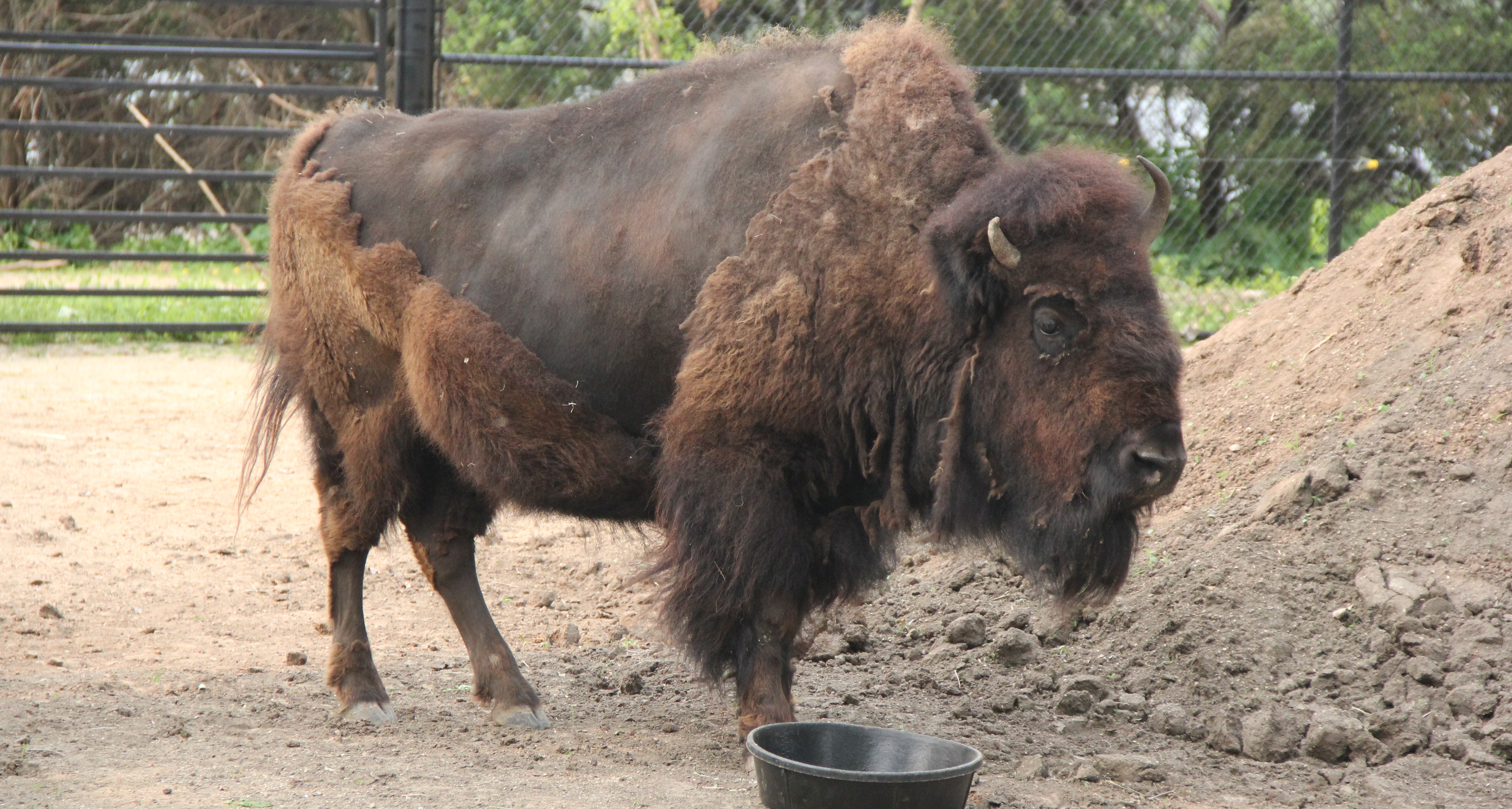 A bison stands in front of a large dirt pile.