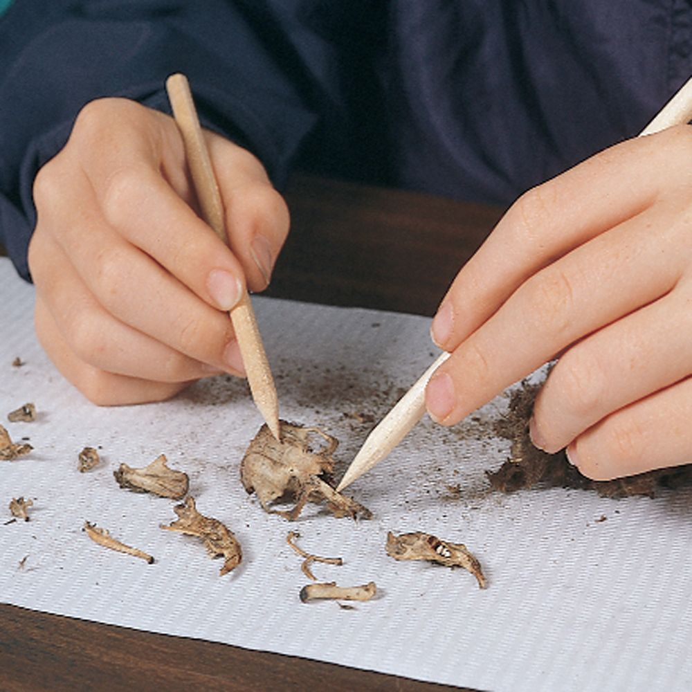 Why owl pellets & all bird pellets are natural treasures - Wildlife Artist Robert E Fuller