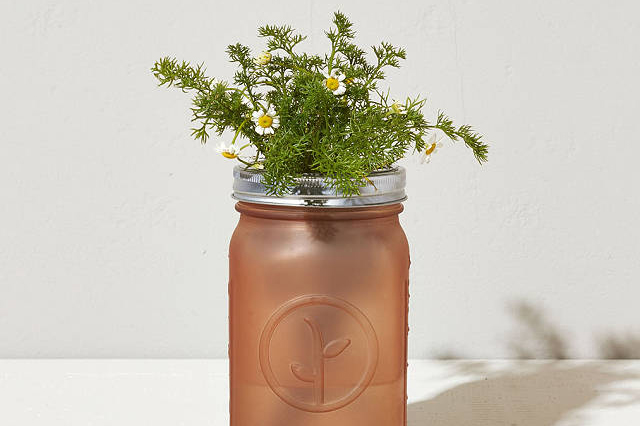 3. SEEDS & GROW KITS
