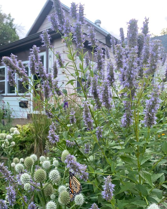 Anise Hyssop (Agastache foeniculum)