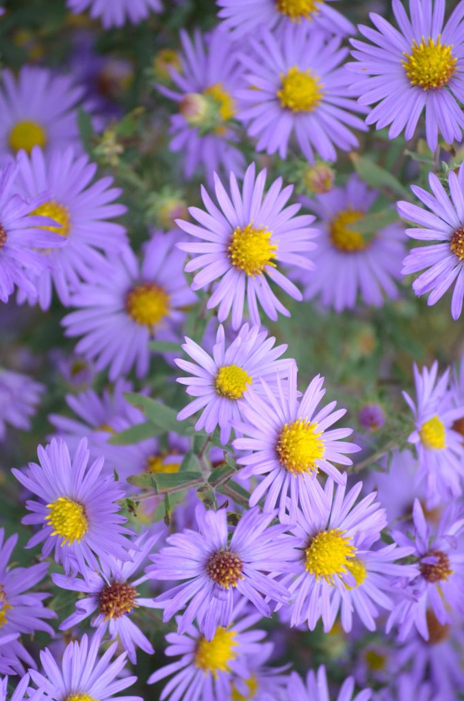 Aster - Aromatic (Symphyotrichum oblongifolium)