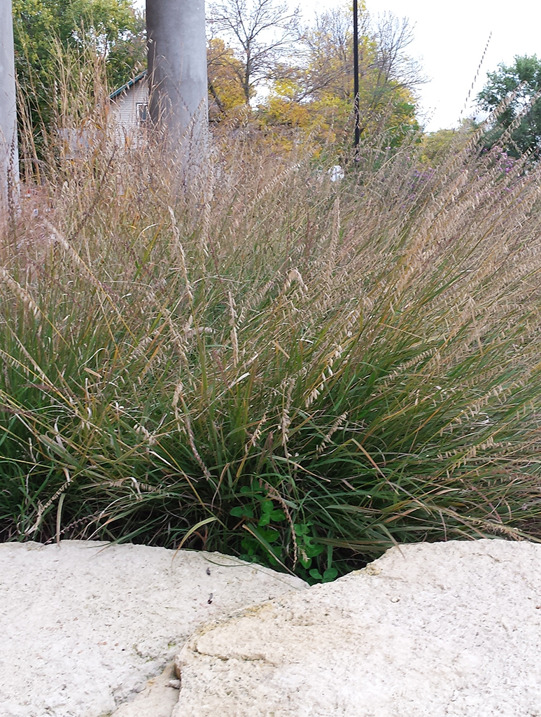 Grass - Side Oats Grama (Bouteloua curtipendula)