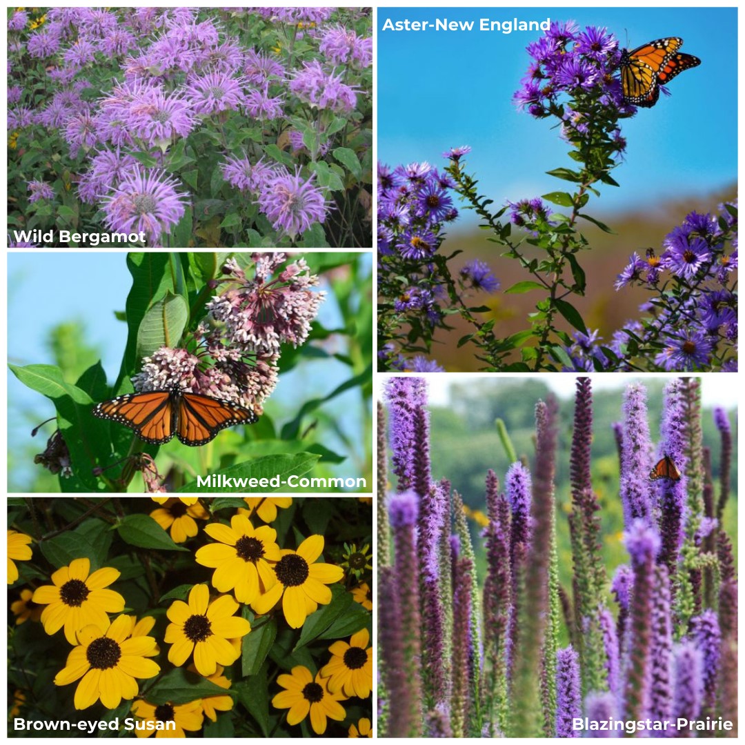 1. Butterfly Bundle