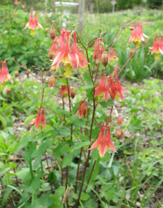 Columbine - Wild (Aquilegia canadensis)