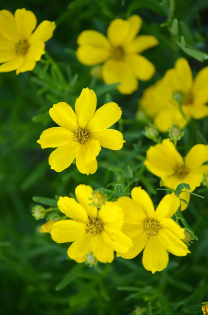 Coreopsis - Prairie (Coreopsis palmata)