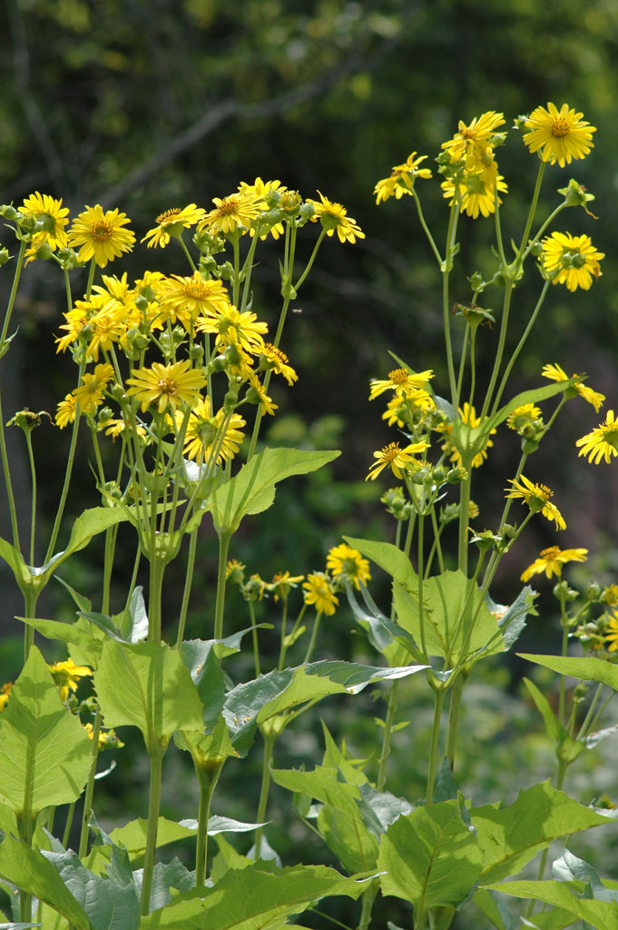 Cup Plant (Silphium perfoliatum)