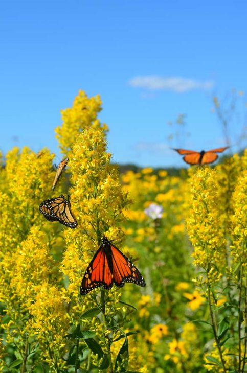 Goldenrod - Showy (Solidago speciosa) PREMIUM