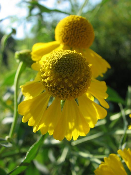Dogtooth Daisy (Helenium autumnale)
