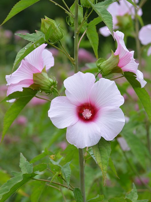 Rose Mallow (Hibiscus laevis)