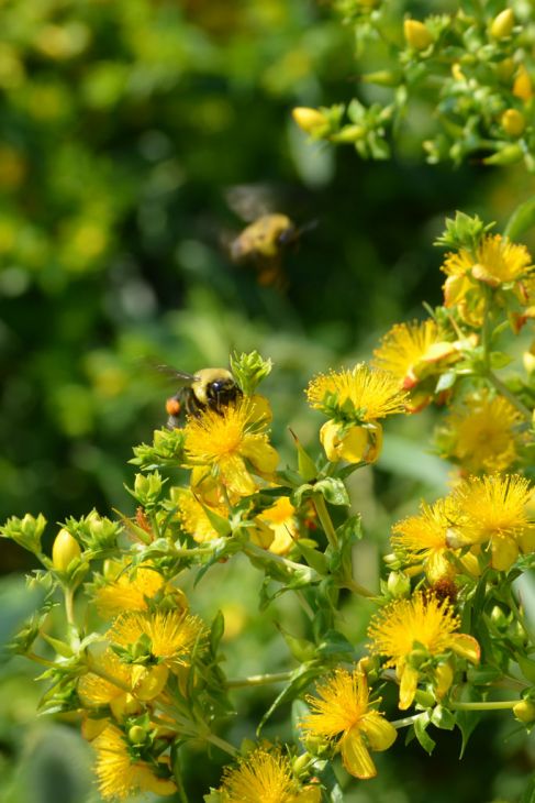 St. John's Wort - Shrubby (Hypericum prolificum)
