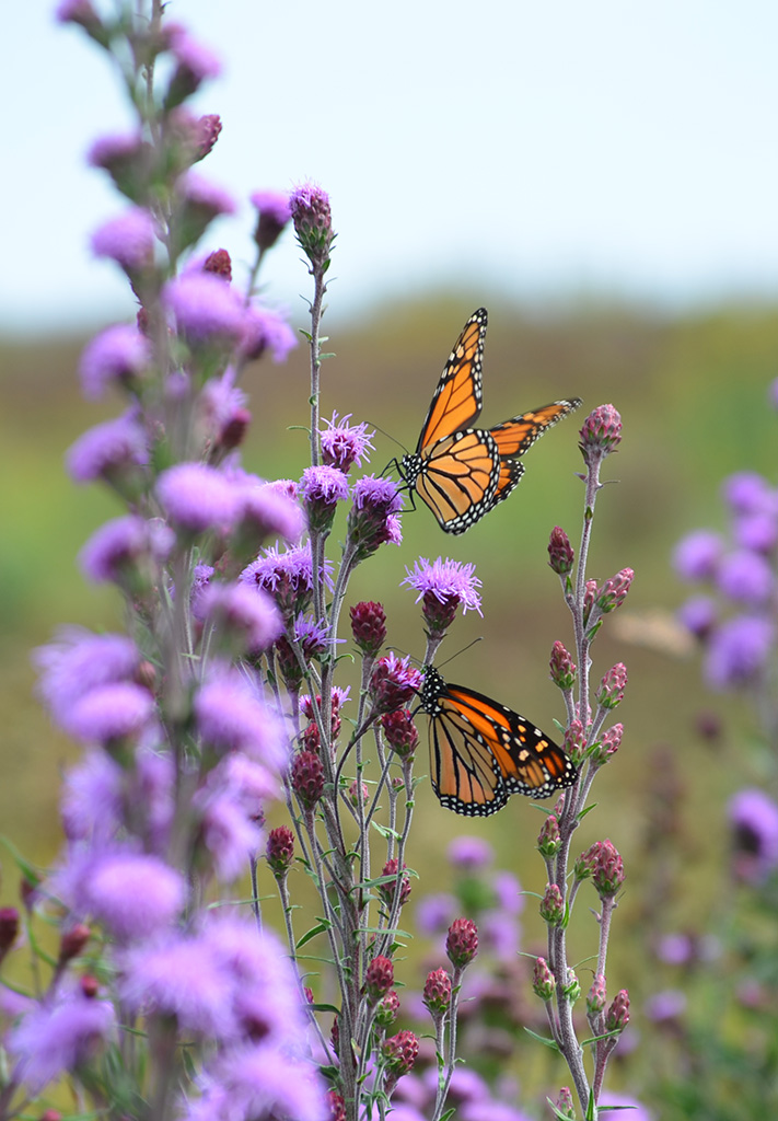 Blazing Star - Meadow (Liatris ligulistylis)