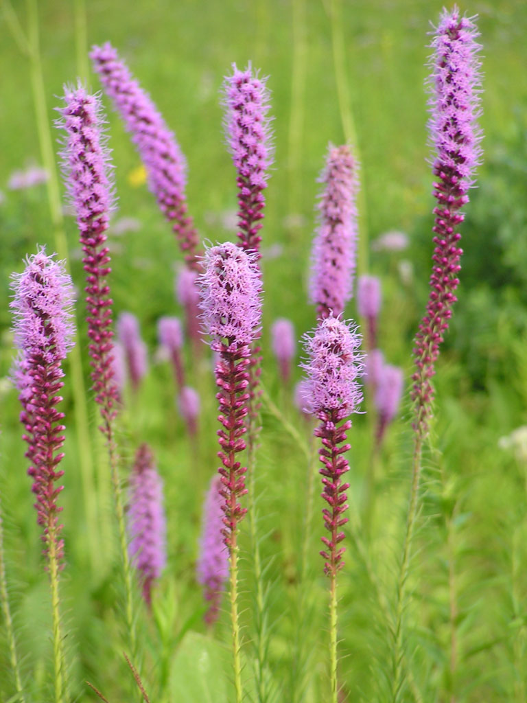 Blazing Star - Prairie (Liatris pycnostachya)