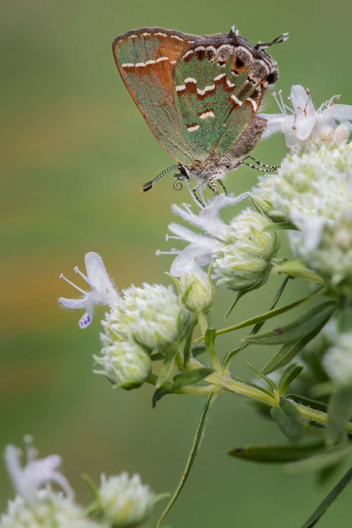 Mountain Mint (Pycnanthemum virginianum)