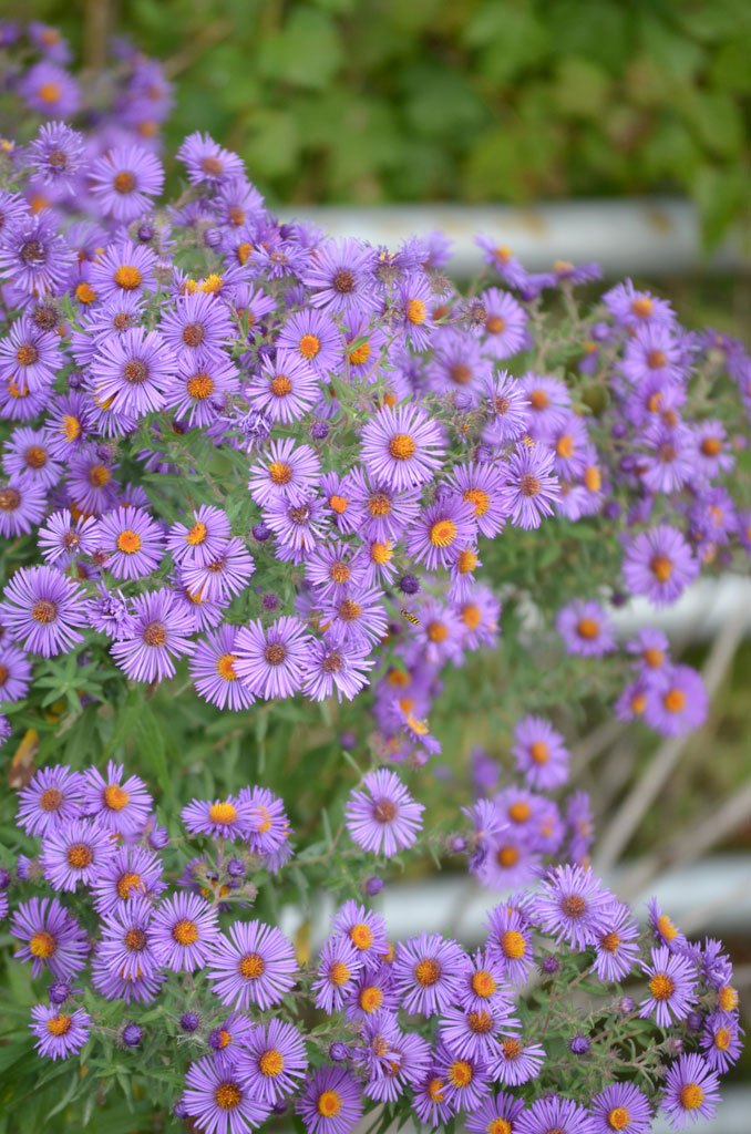 Aster - New England (Symphyotrichum novae-angliae) 
