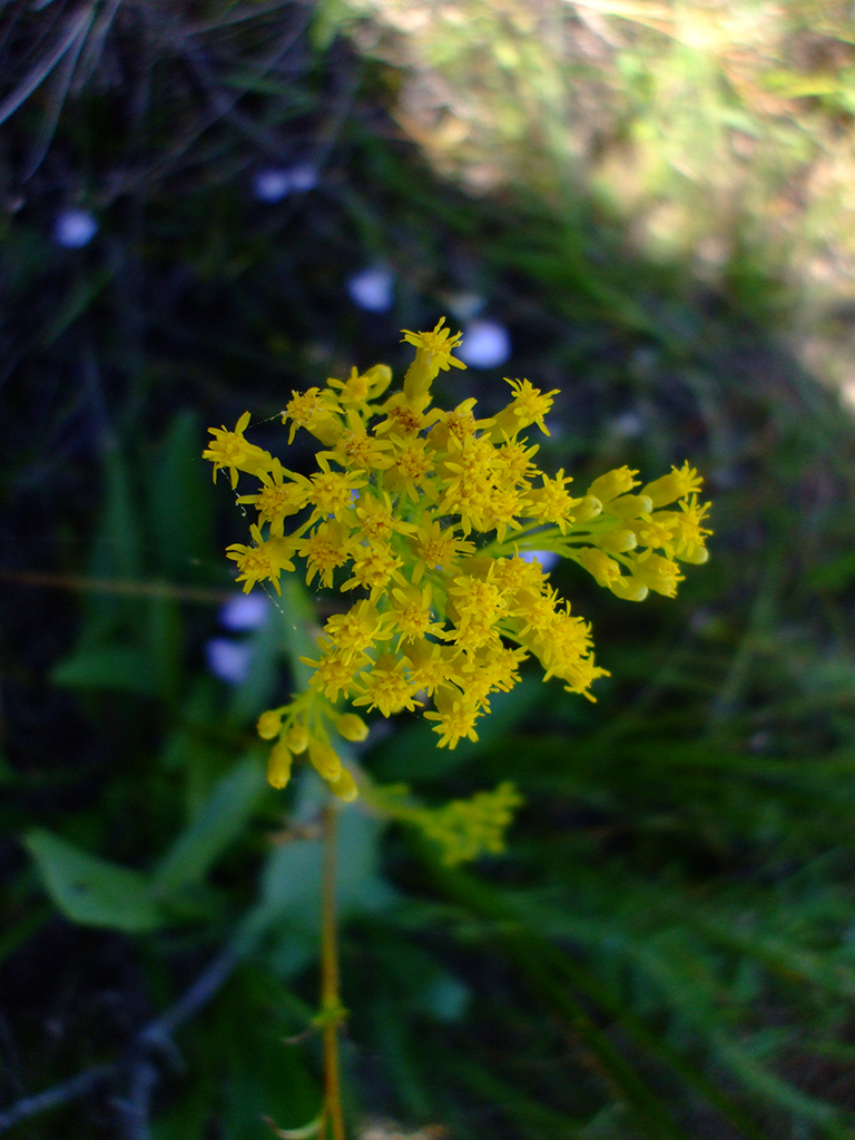 Goldenrod - Ohio (Oligoneuron ohioense)