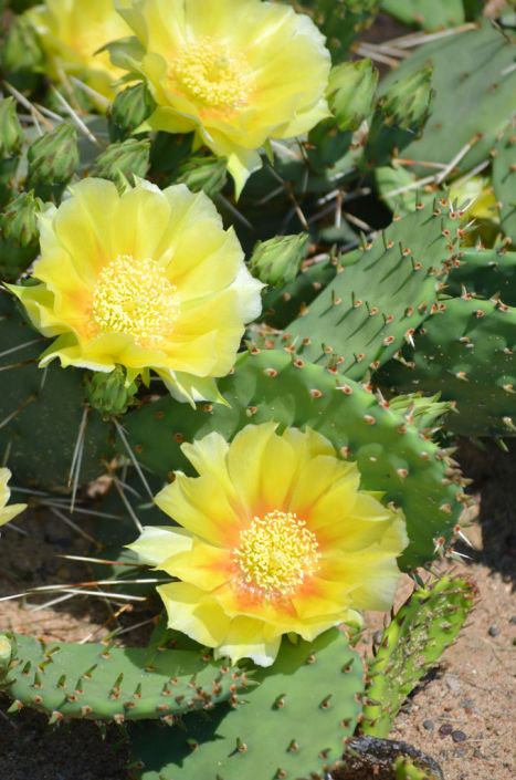 Prickly Pear - Eastern (Opuntia humifusa) - PREMIUM