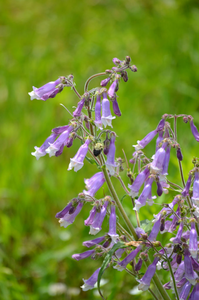 Beardtongue - Hairy (Penstemon hirsutus)
