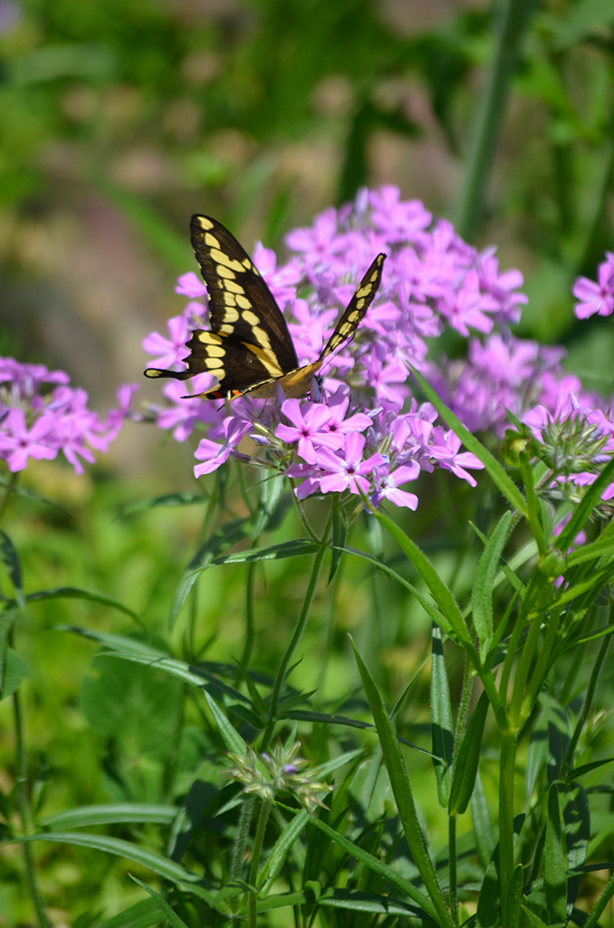 Phlox - Prairie (Phlox pilosa)