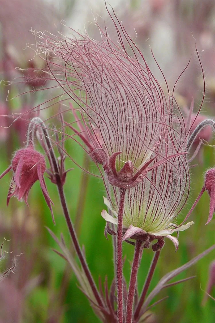 Prairie Smoke (Geum triflorum)
