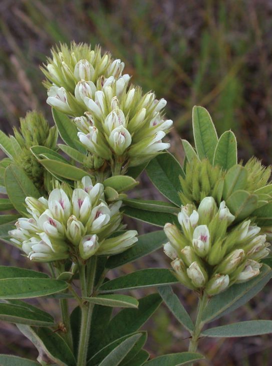 Round-Headed - Bush Clover (Lespedeza capitata)