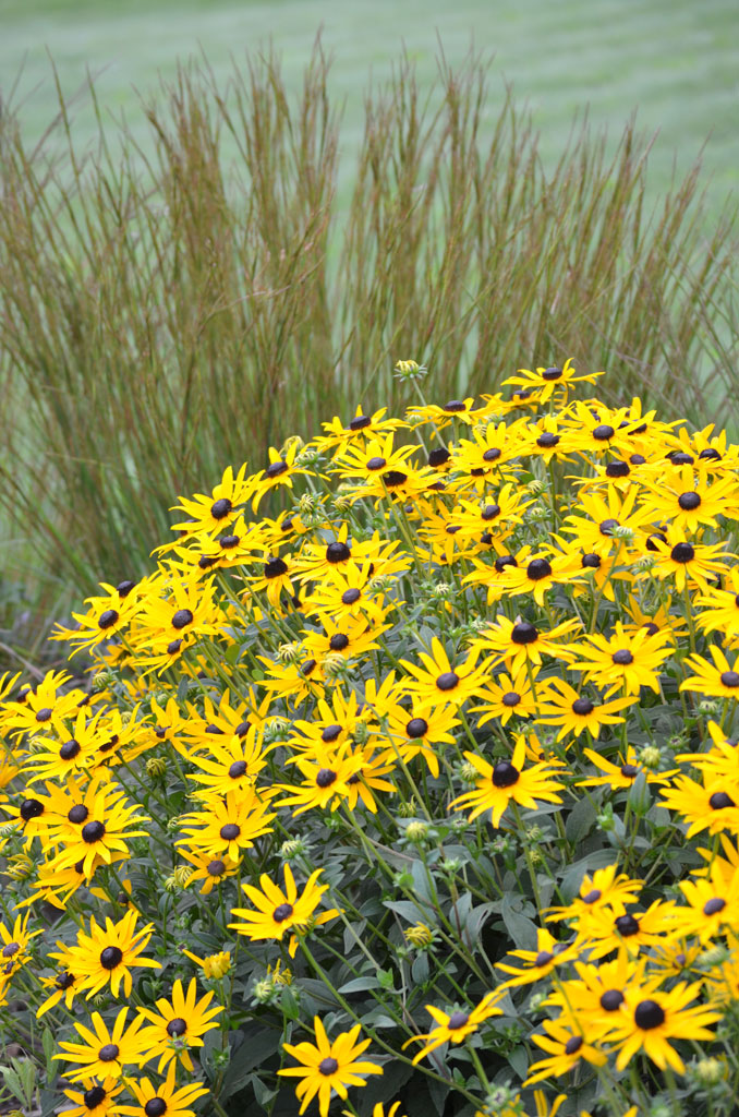 Coneflower - Orange (Rudbeckia fulgida)