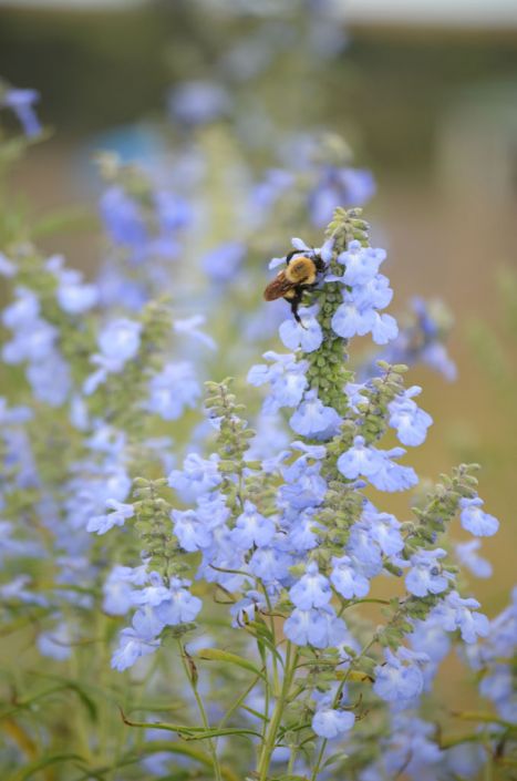 Sage - Blue (Salvia azurea)