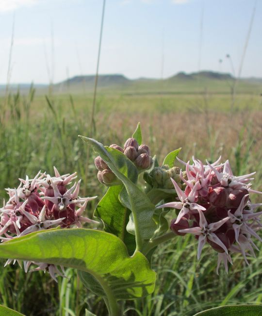 Milkweed - Showy (Asclepias speciosa)