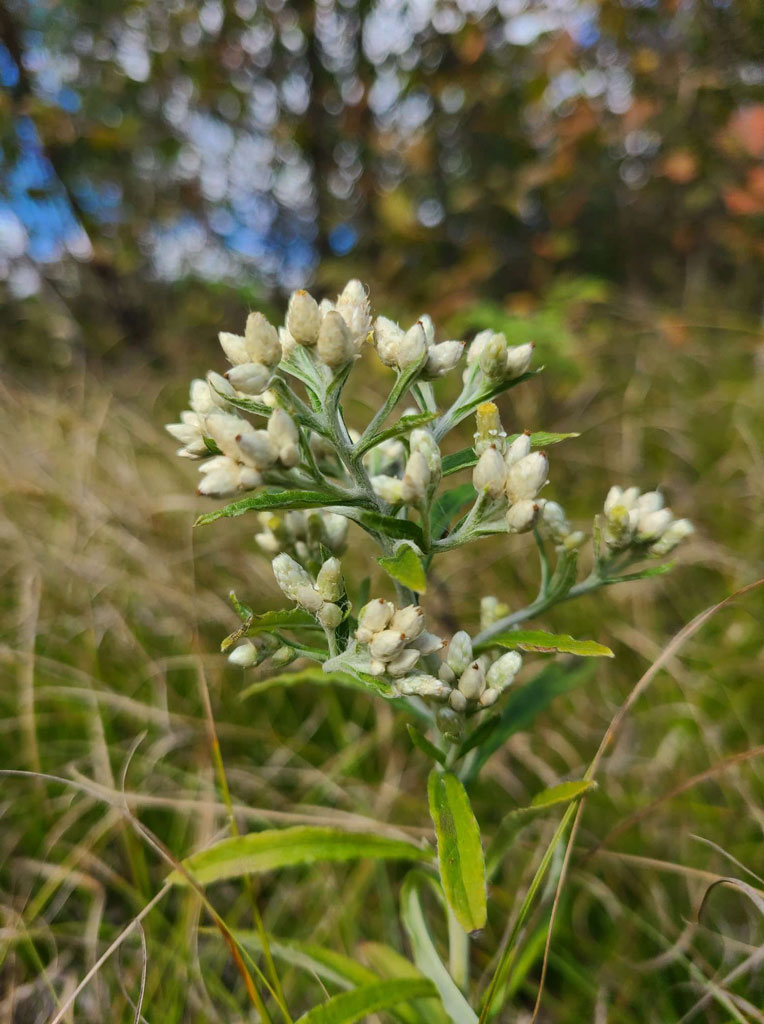 Sweet Everlasting (Pseudognaphalium obtusifolium)