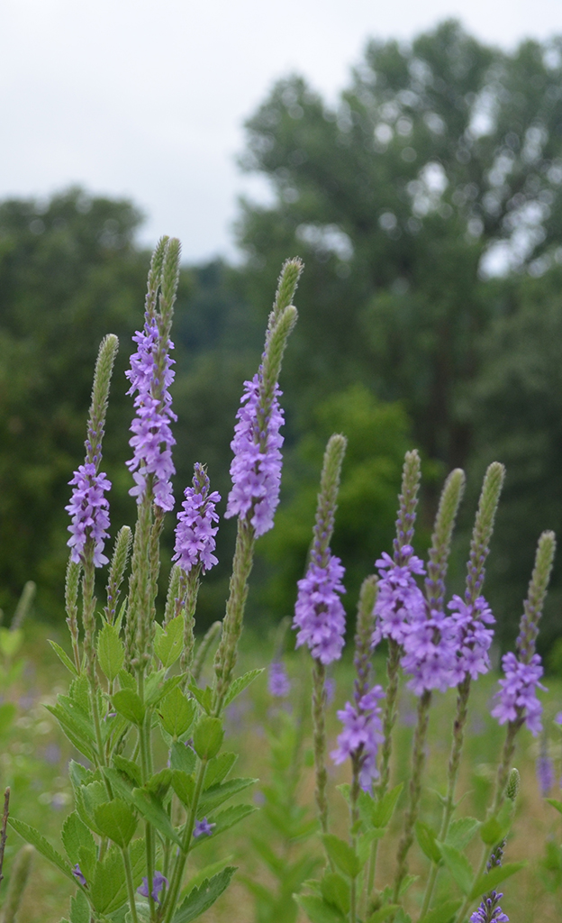 Vervain - Hoary (Verbena stricta)