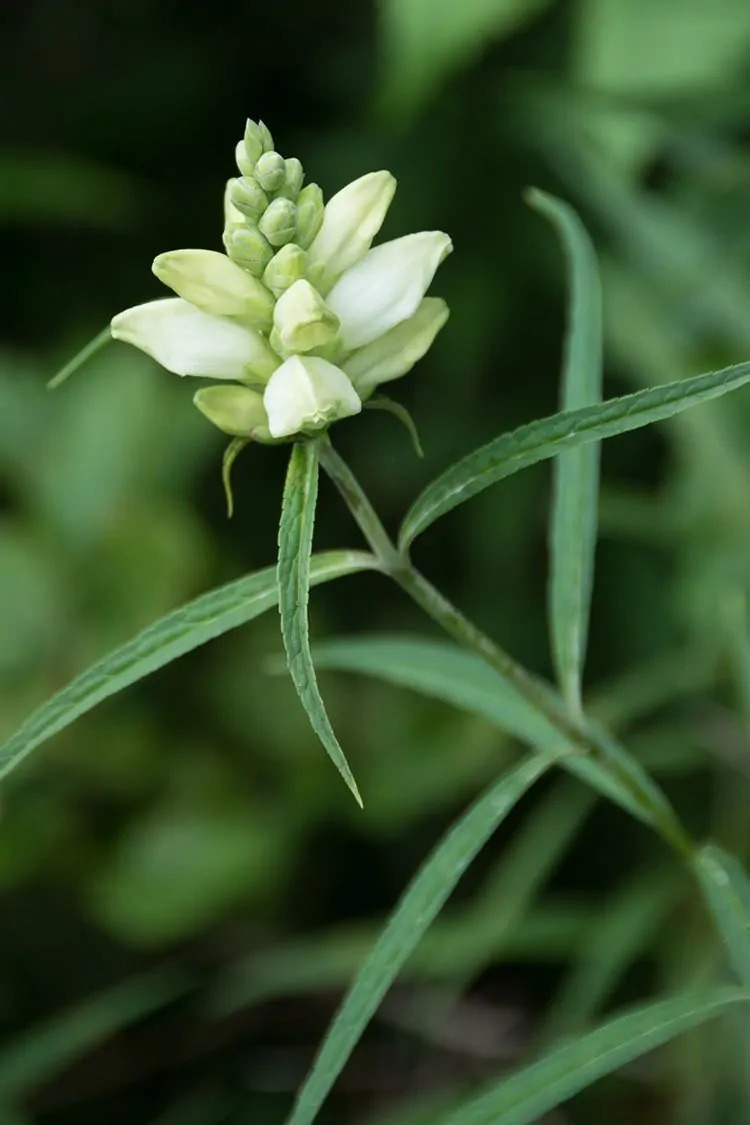 Turtlehead (Chelone glabra)