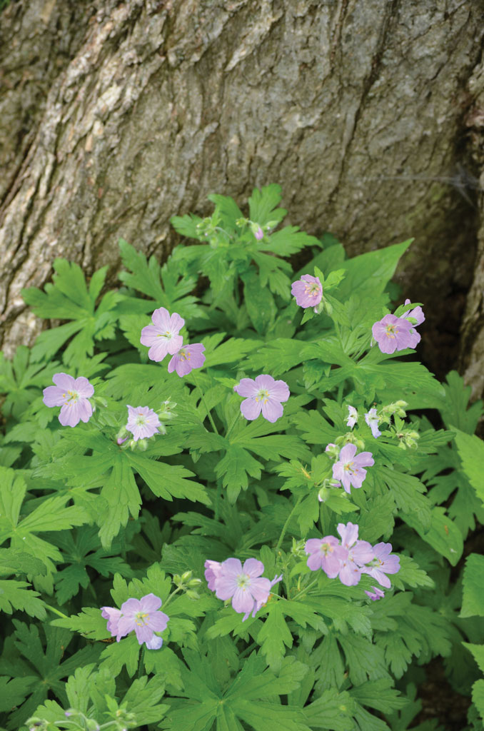 Wild Geranium (Geranium maculatum)